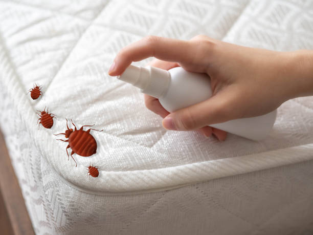 Reliable Crystal City, MO Pest Control Solutions